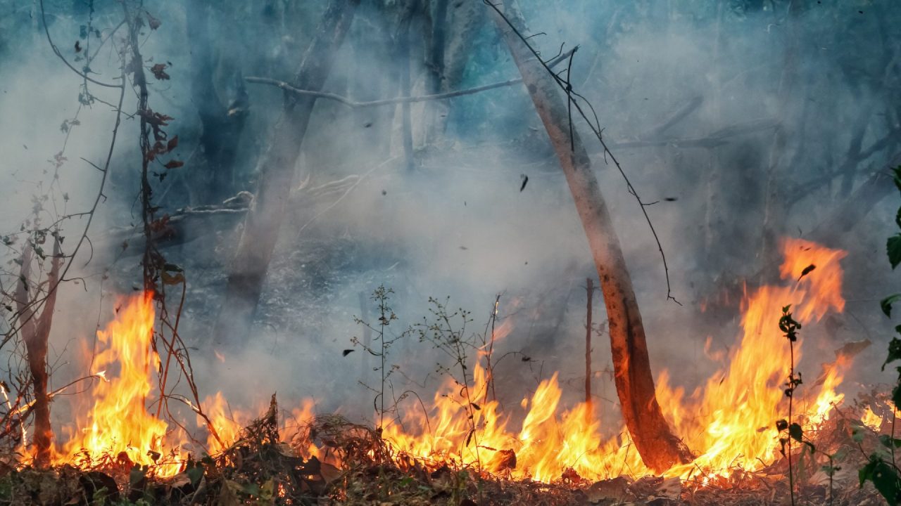 découvrez les causes et les impacts des incendies de forêt, ainsi que les mesures de prévention indispensables pour protéger notre environnement et préserver nos écosystèmes.