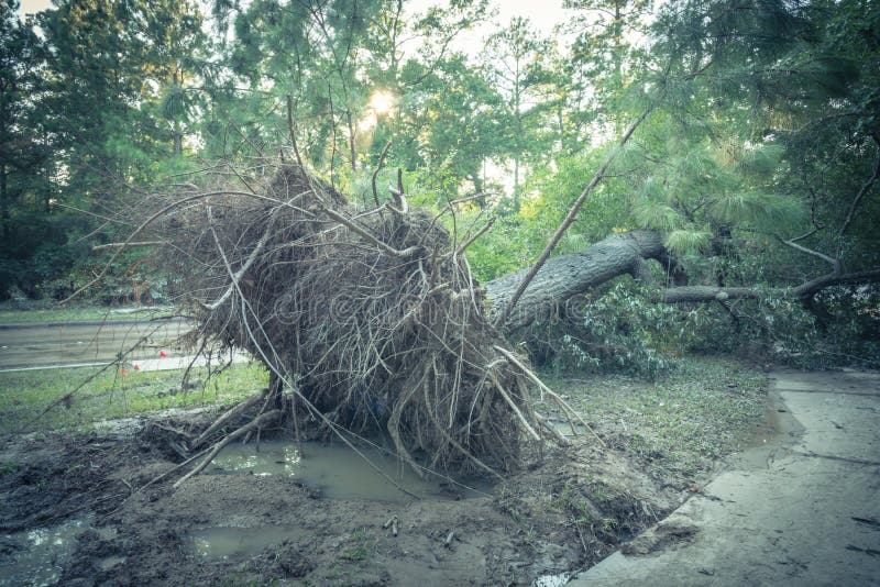 découvrez l'histoire du chêne géant déraciné suite à la tempête nils, un événement marquant qui a bouleversé la nature et impacté la région.
